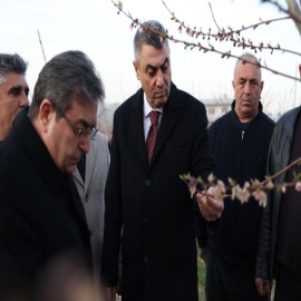 Mersin'de soğuk hava tarlaları vurdu, Vali sahaya indi