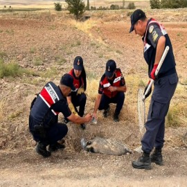 Dünyanın en korkusuz hayvanı Karakeçili'de bulundu