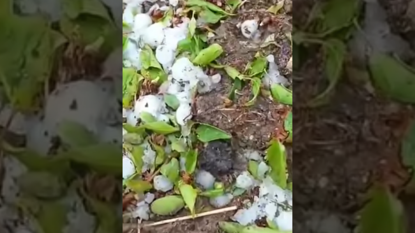 Kayısıyı dolu vurdu!