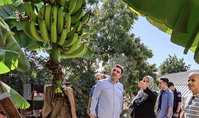 Kaymakam Korkutata eşsiz Gazipaşa muzunun sırrını verdi