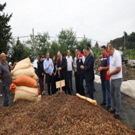 Giresun'da fındık bahçelerinde verimlilik ve kalite artacak
