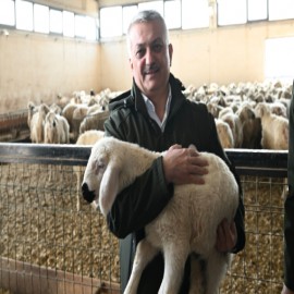 Süt çiftliklerinde kuzuları sevdi