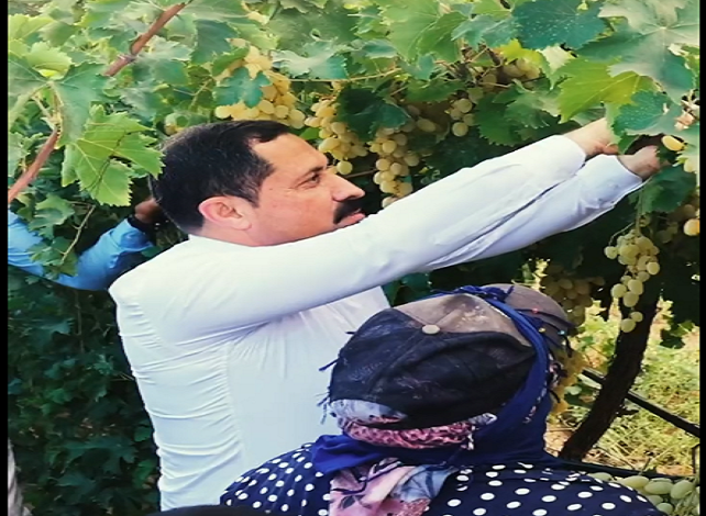 Çiftçilerle üzüm hasadı yaptı