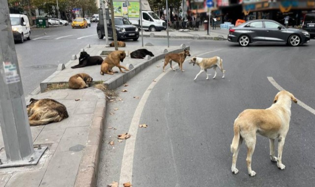 Sokak köpekleri 3 çocuğu yaraladı! İhmale Bakanlık freni!