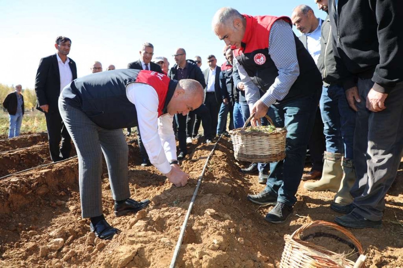 Elazığ’da çilek fideleri toprakla buluştu;