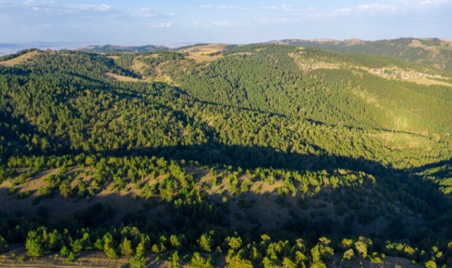Ankara'da ormanlara giriş yasağı uzatıldı